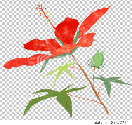 在夏天開花的大紅色花猩紅色薔薇果 在夏天開花的大紅色花猩紅色薔薇果 85822215