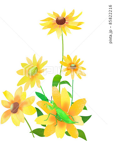 夏の花ルドベキアと昆虫 85822216