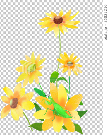 夏天花金光菊和昆蟲 夏天花金光菊和昆蟲 85822216