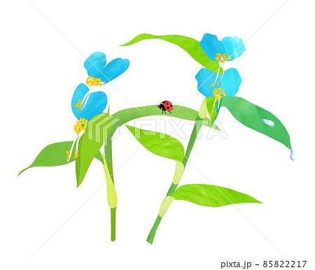 夏の庭先に早朝咲く青い花ツユクサ 85822217