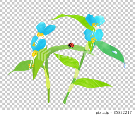 夏日花園清晨盛開的藍花 Commelina Communis 85822217