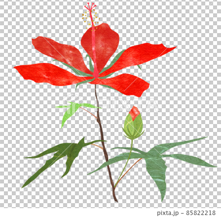 在夏天開花的大紅色花猩紅色薔薇 2 85822218