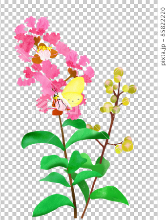 開花在夏天庭院裡的桃紅色紫薇 85822220