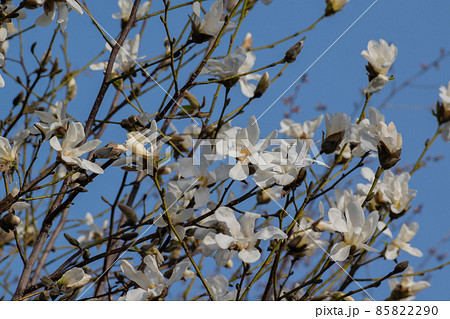 青空と白いコブシの花 青空と白いコブシの花 85822290