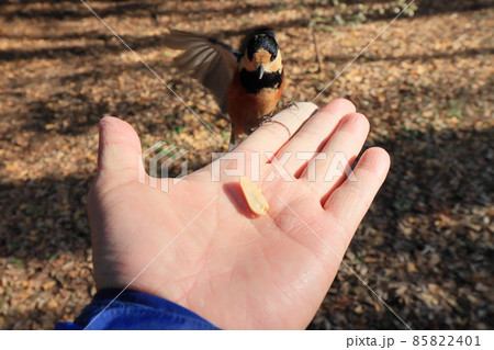 手から餌をついばむヤマガラ　 85822401