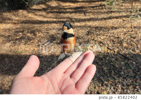 手から餌をついばむヤマガラ　 85822402