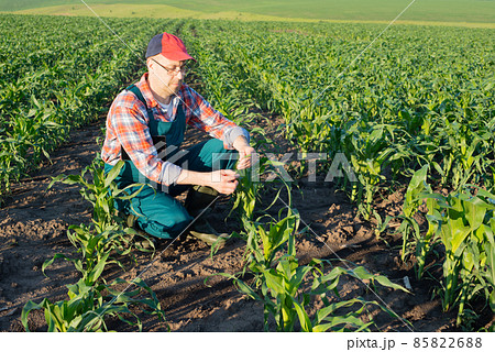 Middle age male caucasian maize farmer with tablet computer kneeled for inspection corn stalks Middle age male caucasian maize farmer with tablet computer kneeled for inspection corn stalks 85822688