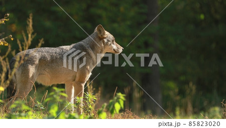 4K Wolf, Canis Lupus, Gray Wolf, Grey Wolf With Closed Eyes Standing Outdoors In Autumn Day. Copy Space 4K Wolf, Canis Lupus, Gray Wolf, Grey Wolf With Closed Eyes Standing Outdoors In Autumn Day. Copy Space 85823020