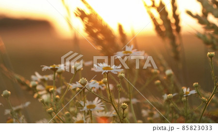 Blooming Wild Flower Matricaria Chamomilla, Matricaria Recutita, Chamomile. Commonly Known As Italian Camomilla, German Chamomile, Hungarian Chamomile, Wild Chamomile In Wheat Field At Sunset Blooming Wild Flower Matricaria Chamomilla, Matricaria Recutita, Chamomile. Commonly Known As Italian Camomilla, German Chamomile, Hungarian Chamomile, Wild Chamomile In Wheat Field At Sunset 85823033