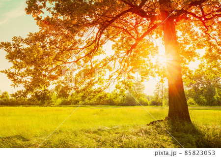 Autumn Fall Sunlight Sunshine Through Oak Forest Tree And Grass. Sunny Nature Wood Sunlight Background. 85823053