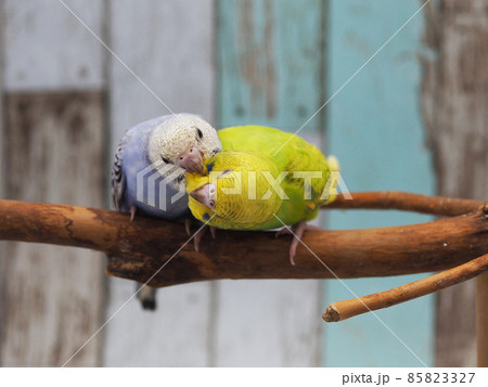 仲の良いセキセイインコ 仲の良いセキセイインコ 85823327
