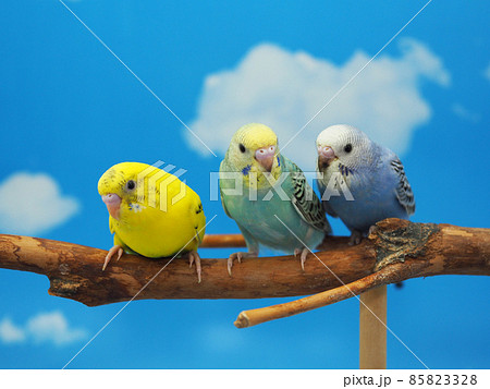三羽のセキセイインコ 85823328