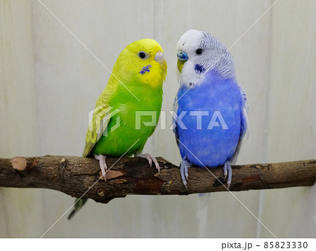 仲のいいセキセイインコのペア 85823330
