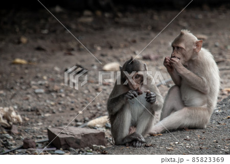 Two baby Monkeys (Crab-eating macaque) eating food that people give in bangkok. 85823369