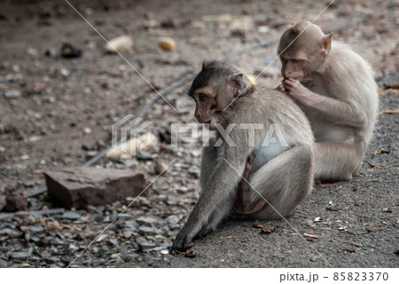 Two baby Monkeys (Crab-eating macaque) eating food that people give in bangkok. Two baby Monkeys (Crab-eating macaque) eating food that people give in bangkok. 85823370