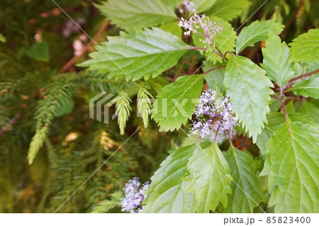 コアジサイ 小紫陽花 シバアジサイ 柴紫陽花 あじさい コアジサイ 小紫陽花 シバアジサイ 柴紫陽花 あじさい 85823400