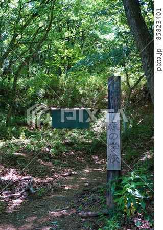 鐘撞堂山　寄居　かねつきどうやま　ふるさとの森　ハイキング　登山　山登り　トレッキング 85823401