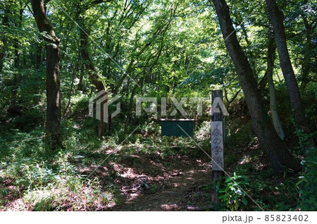 鐘撞堂山　寄居　かねつきどうやま　ふるさとの森　ハイキング　登山　山登り　トレッキング 85823402