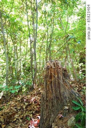 鐘撞堂山　寄居　かねつきどうやま　ふるさとの森　ハイキング　登山　山登り　トレッキング 85823404