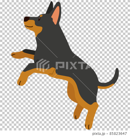 Simple and cute Doberman illustration that jumps without main line Simple and cute Doberman illustration that jumps without main line 85823647