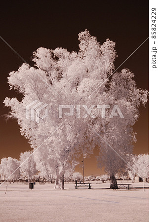 Infrared Tree Infrared Tree 85824229