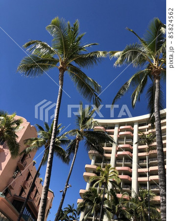 ワイキキビーチのヤシの木とホテル 85824562