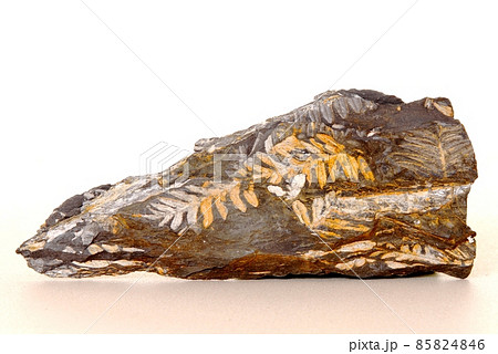 Fern Fossil Fern Fossil 85824846