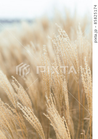 Abstract natural background of soft plants Cortaderia selloana. Pampas grass on a blurry bokeh, Dry reeds boho style. Fluffy stems of tall grass in winter 85825174
