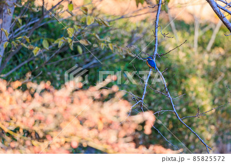 木の枝に止まるカワセミ 85825572