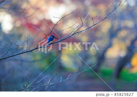 木の枝に止まるカワセミ 85825627