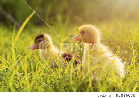 Cute ducklings in the morning on green grass background 85826079