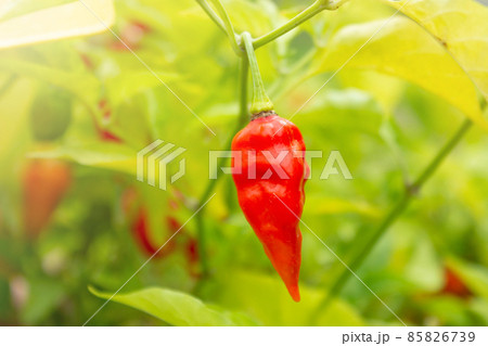 Single red hot chili pepper growing in the garden Single red hot chili pepper growing in the garden 85826739