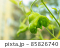 Green bell shaped chilli alone in the garden well lit 85826740
