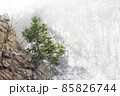 Lonely pine trees growing on the rocks in the mountains 85826744