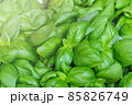 Fresh delicious basil background with copy space for text 85826749