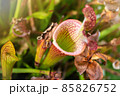 Clear bright shot of exotic beautiful pitcher carnivorous plant 85826752