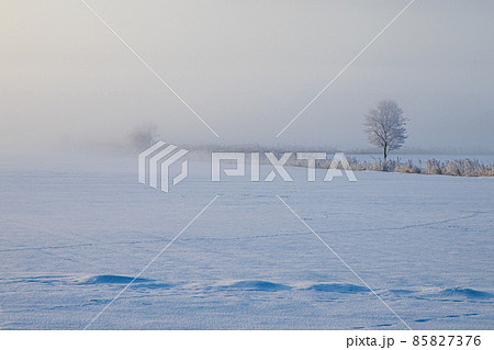 雪原に立つ木 雪原に立つ木 85827376