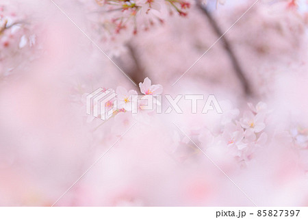 鮮やかに花を咲かせる満開の桜 85827397