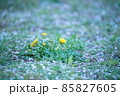 桜の花びらで覆われた地面に咲く小さなたんぽぽ　ノスタルジー 85827605