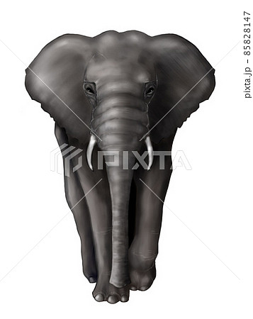 アフリカゾウの正面イラスト 85828147