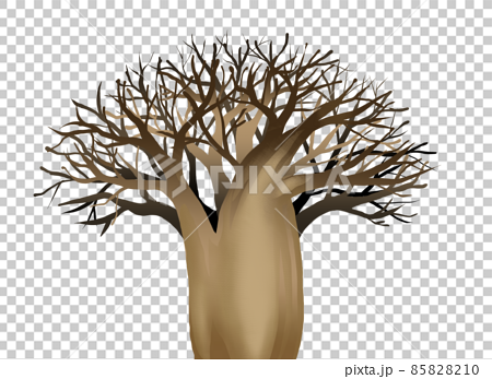 バオバブの木のイラスト 85828210