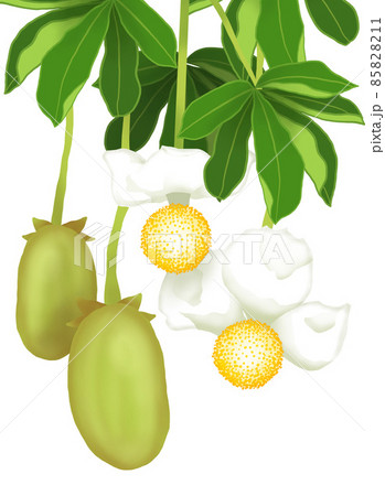 バオバブの花と実のセット 85828211
