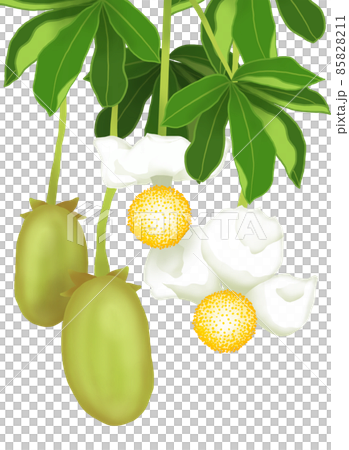 バオバブの花と実のセット 85828211