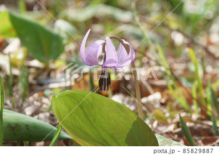 カタクリ 85829887