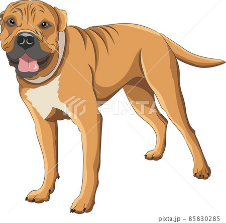 Vector drawing of an American Staffordshire Terrier. 85830285