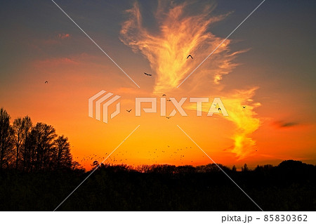 夕焼けの空を舞う野鳥 85830362