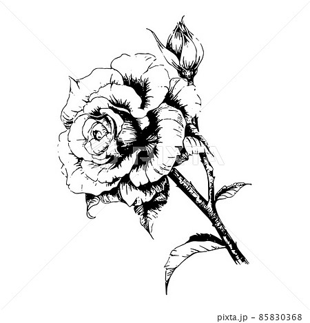 バラの花の手描きラインアート 85830368