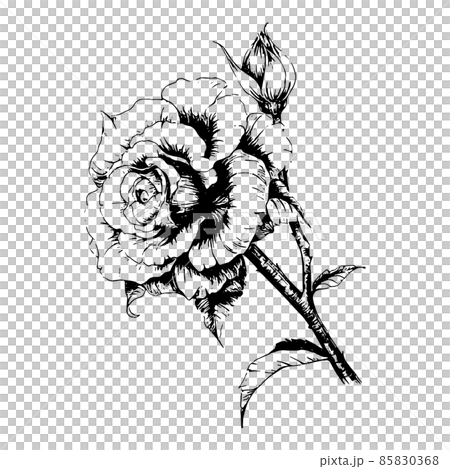 バラの花の手描きラインアート 85830368