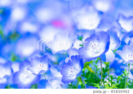 ネモフィラ 85830402