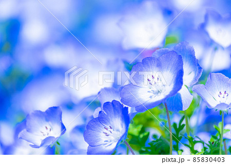 ネモフィラ ネモフィラ 85830403